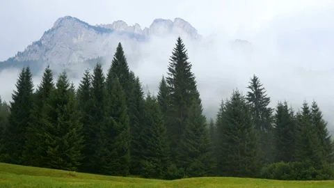 Fog smoke forest mountains 스톡 동영상 115903378