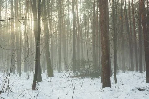Fog in the snow-covered forest Stock Photos