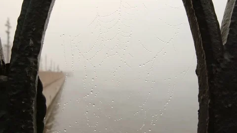 FOG: Spiderweb with a drops waving on a wing and the Neva river - St. Petersburg Stock Footage 85008016