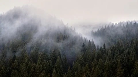 The fog spills over the spruce forest, cold rainy weather. Stock Footage 169599949
