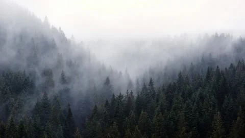 The fog spills over the spruce forest, cold rainy weather.FHD Stock-Footage 189178220