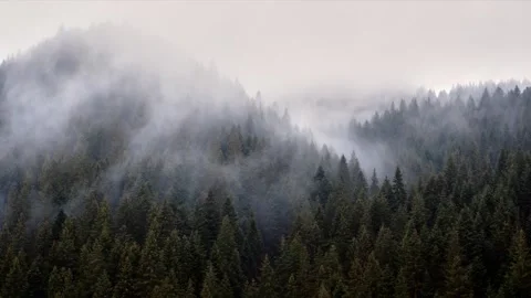 The fog spills over the spruce forest, cold rainy weather. FHD 库存影片 189178480