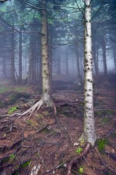 Fog in the spruce forest Foto stock