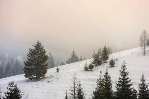 Fog in the spruce forest Stock Photos