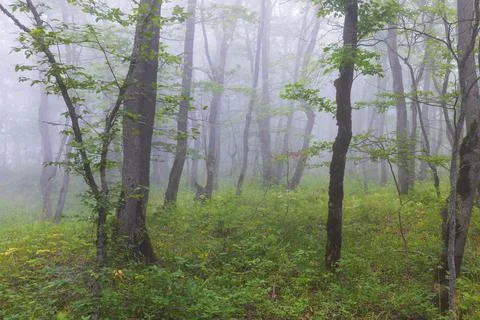 Fog in the summer forest Stock Photos