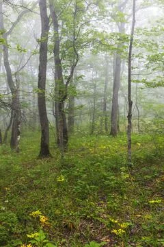 Fog in the summer forest Stock Photos