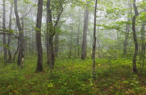 Fog in the summer forest Stock Photos