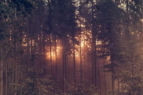 Fog at sunset in the forest Stock Photos