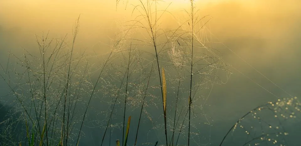 Fog surrounded grass Stock Photos