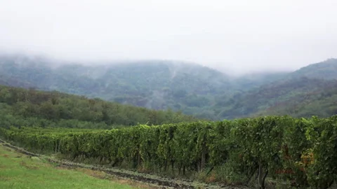 Fog Time Lapse over Vineyard Hills Stock Footage 206729511