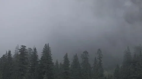Fog time lapse through trees on mountain Stock Footage
