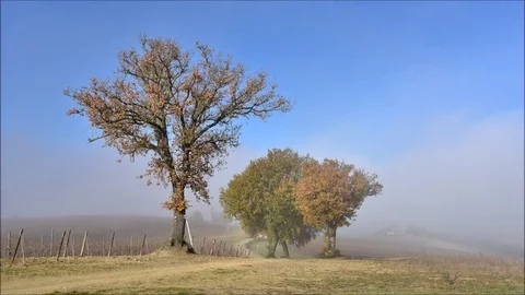 Fog timelapse Stock Footage 82834519