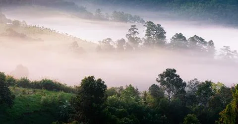 Fog touching sunlight covered tree area inside tropical rainforest. Stock Photos