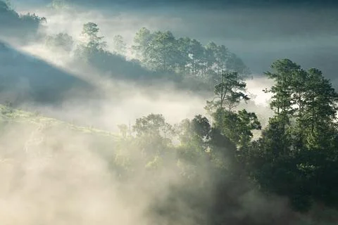 Fog touching sunlight covered tree area inside tropical rainforest. Stock Photos