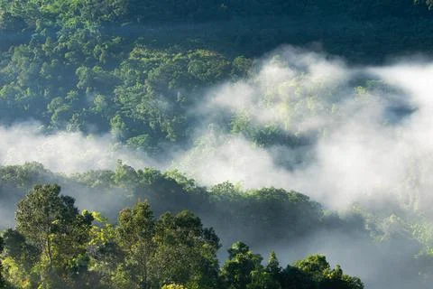 Fog touching sunlight covered tree area inside tropical rainforest. Stock Photos