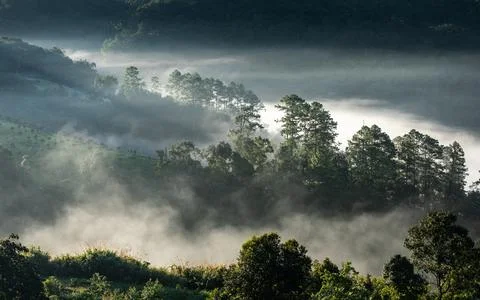 Fog touching sunlight covered tree area inside tropical rainforest. Foto stock