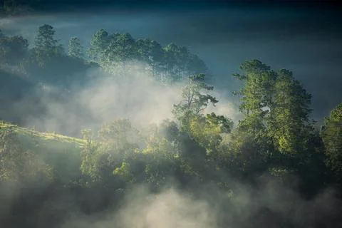 Fog touching sunlight covered tree area inside tropical rainforest. Stock Photos