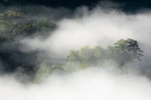Fog touching sunlight covered tree area inside tropical rainforest. Stock Photos
