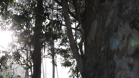 FOG WITH TREES AND SUN Stock Footage 94232792