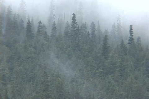 Fog Trees Stock Footage