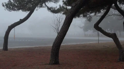 Fog With Trees Stock Footage 36268768