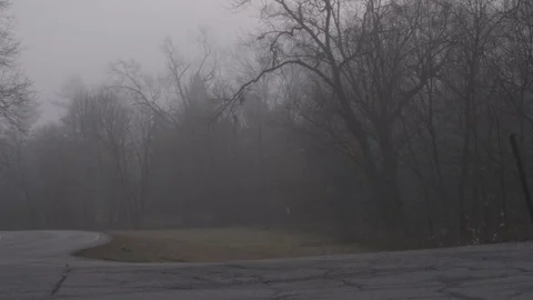Fog in trees Stock Footage 76326981