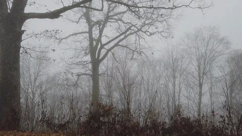 Fog in the trees Video stock 120643914