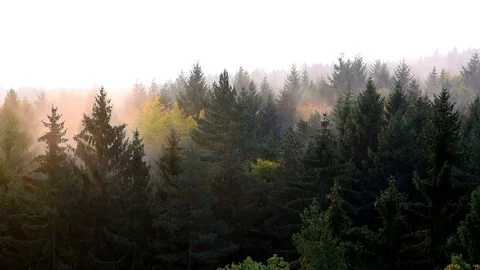 Fog from trees at sunrise. Stock Footage 80796964