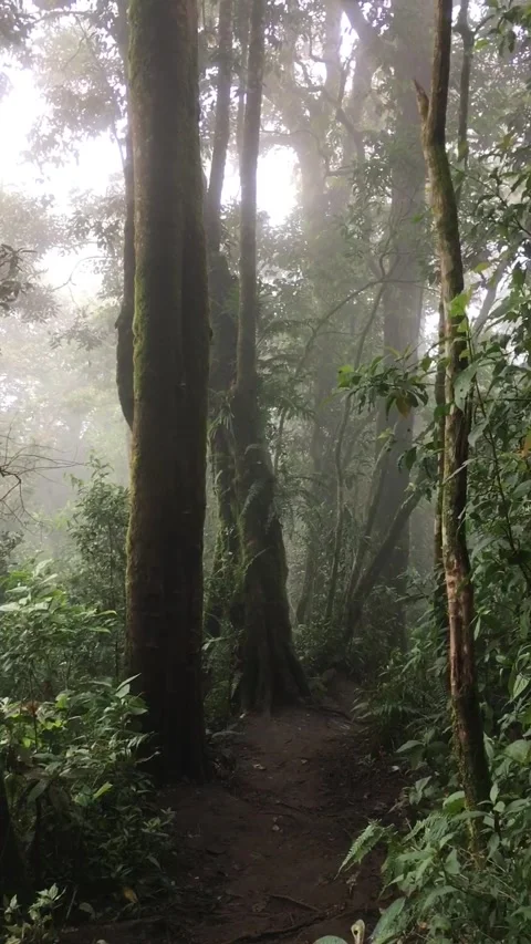 The fog in the tropical forest, Canar Mountain, Garut, West Java, Indonesia. Видео 343209604