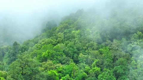 Fog in a tropical forest create a enchanting scene. Video stock 250150311