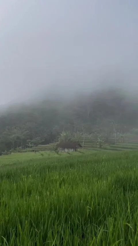 Fog in the village Stock Footage 307452555