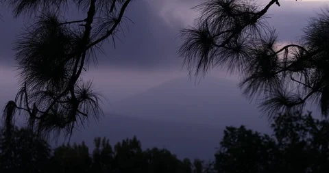Fog was moving and covered in the forest. Stock Footage 118960660