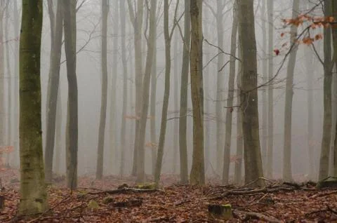 Fog in winter forest Stock Photos