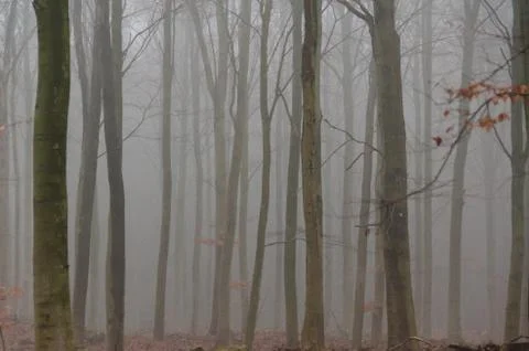 Fog in winter forest Stock Photos