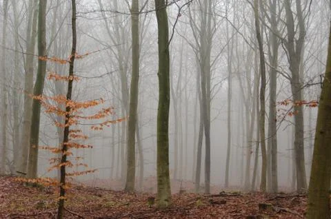 Fog in winter forest Stock Photos