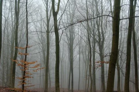 Fog in winter forest Stock Photos