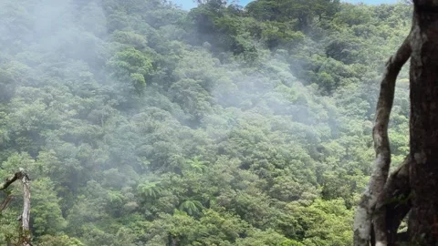 Fog wisps drift through dense tropical rainforest over trees Stock-Footage 346945813