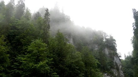 Fog in the wooded mountains Stock Footage 121005261
