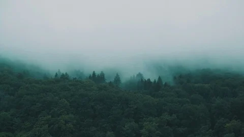 Fog in the woods Stock Footage 76772271