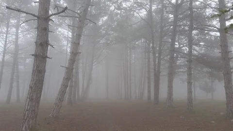 Fog1 Stock Footage 126342821