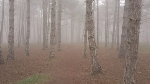 Fog2 Stock Footage 126342735
