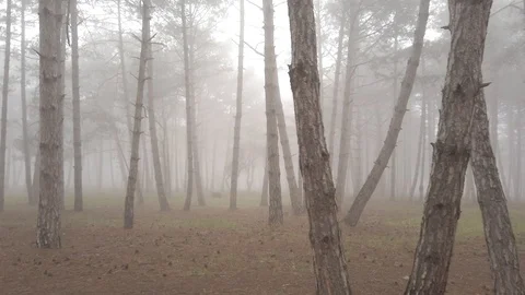 Fog3 Stock Footage 126342875