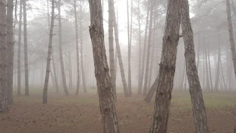 Fog4 Stock Footage 126342927