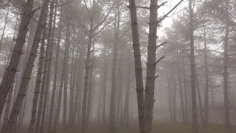 Fog5 Stock Footage 126342931