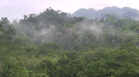 Fogg rises over rainforest canopy early morning 1 Stock Footage 54982494