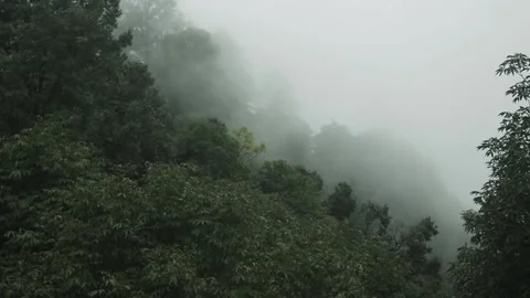 FOGG on the trees Stock Footage 132109350