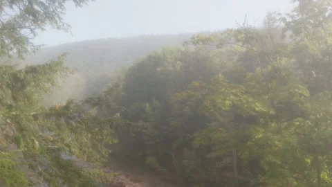 Foggy aerial push through tree line at sunrise, 4K Stock Footage 140766880