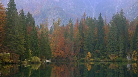 Foggy alpine forest reflection Stock Footage 258929944