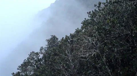Foggy and Cloudy Evening On Lichen And Moss Covered Trees On Steep Mountain I Stock Footage 40341086