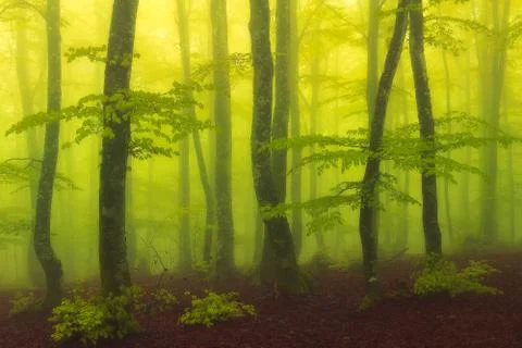 Foggy and magic beech forest with beautiful sunlight Stock Photos
